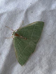 Nemoria glaucomarginaria