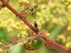 Melanoliarus dimidiatus