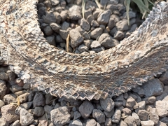 Crotalus polystictus