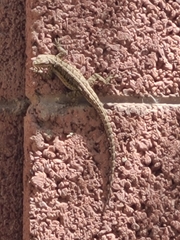 Urosaurus ornatus
