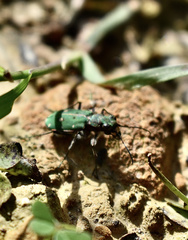 Cicindela campestris