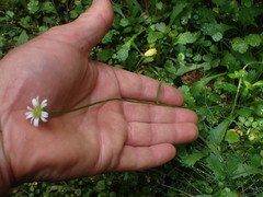 Brachyscome radicata