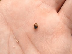 Hellica nitida