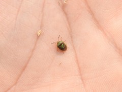 Hellica nitida