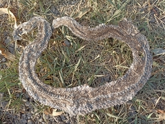 Crotalus polystictus