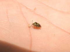Hellica nitida