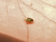 Hellica nitida