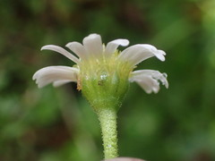 Brachyscome radicata