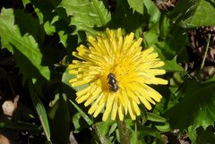 Eristalinus aeneus
