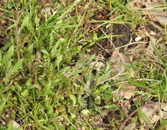 Capsella bursa-pastoris