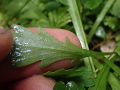 Brachyscome radicata