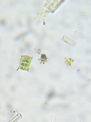 Desmodesmus communis