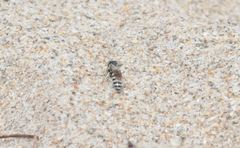 Microbembex monodonta