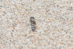 Microbembex monodonta