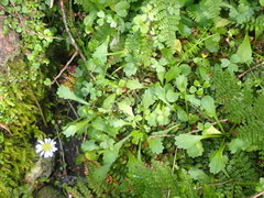 Brachyscome radicata