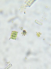 Desmodesmus communis