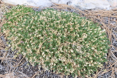 Oreoxis trotteri
