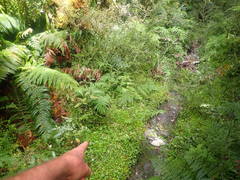 Brachyscome radicata