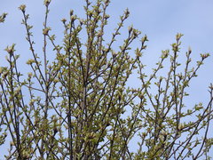 Prunus padus