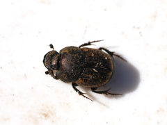 Onthophagus similis