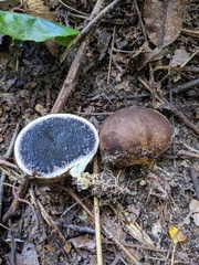 Scleroderma arenicola