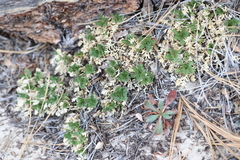 Oreoxis trotteri