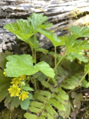 Waldsteinia lobata