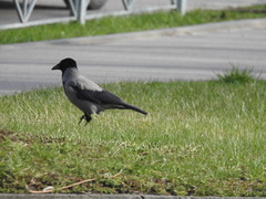 Corvus cornix