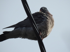 Columba palumbus