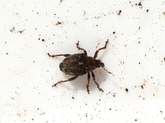 Rhinoncus pericarpius