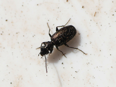 Syntomus foveatus