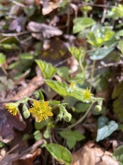Waldsteinia lobata