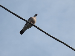Columba palumbus
