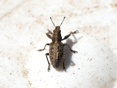 Charagmus griseus