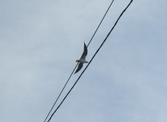 Chroicocephalus ridibundus