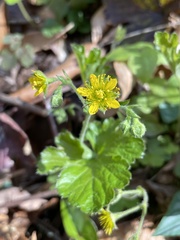 Waldsteinia lobata