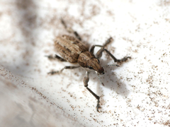 Charagmus griseus