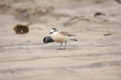 Charadrius marginatus