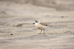 Charadrius marginatus
