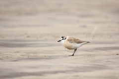 Charadrius marginatus
