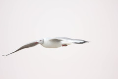 Chroicocephalus cirrocephalus