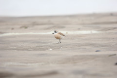 Charadrius marginatus