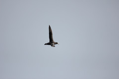 Macronectes giganteus