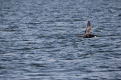 Macronectes giganteus