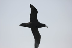 Macronectes giganteus