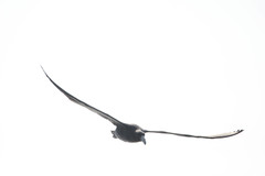 Macronectes giganteus