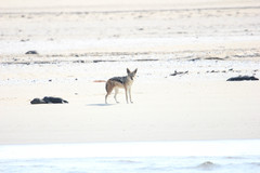 Lupulella mesomelas mesomelas
