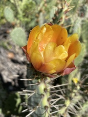 Opuntia × vaseyi