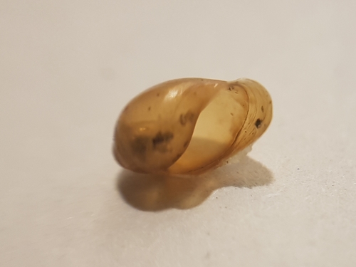 Common Bladder Snail