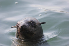 Arctocephalus pusillus pusillus